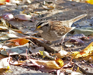 White throated Sparrow